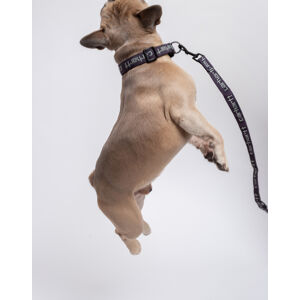 Carhartt WIP Script Dog Leash & Collar Artichoke / Misty Sage